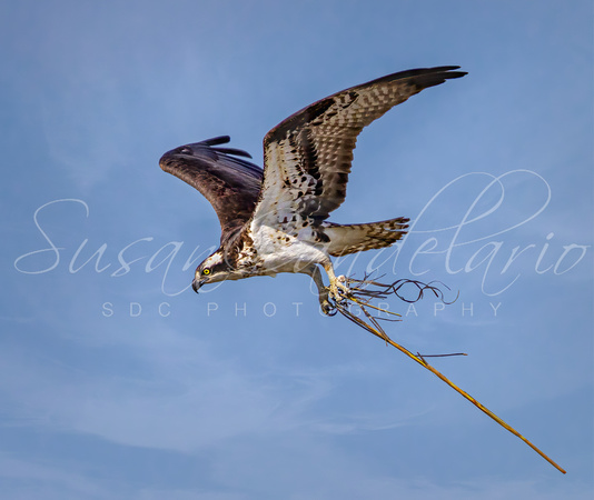 Osprey With Nesting Material