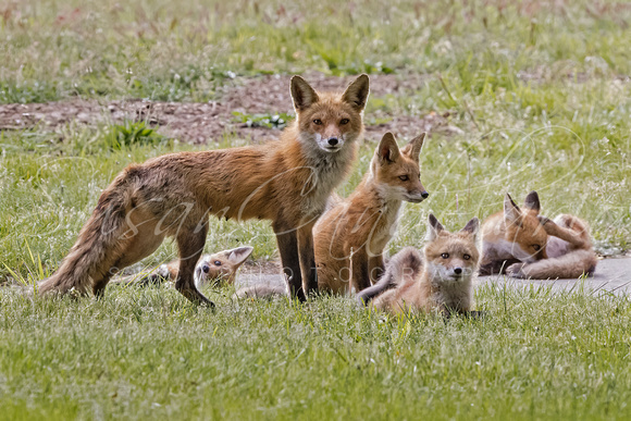 Red Fox Kit family