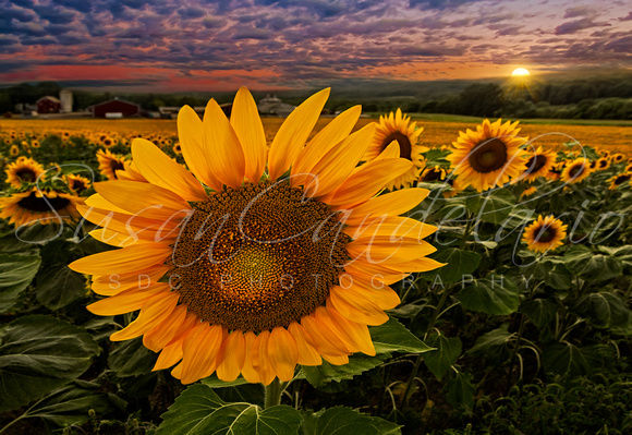 Sunflower Field Forever