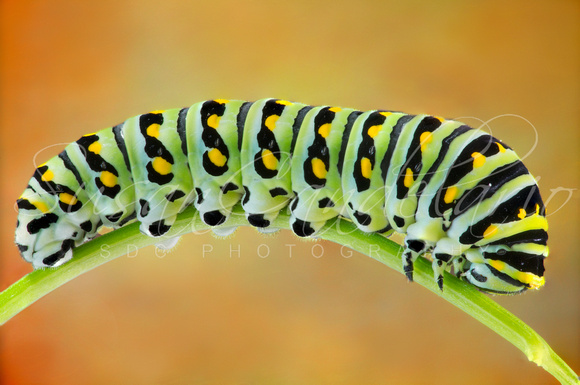 Black Swallowtail Butterfly Caterpillar II