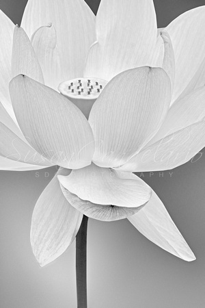Sacred Lotus Blossom BW