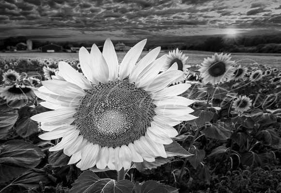 Sunflower Field Forever BW
