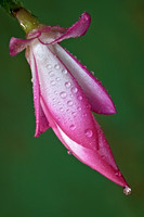 Cactus Flower Drops