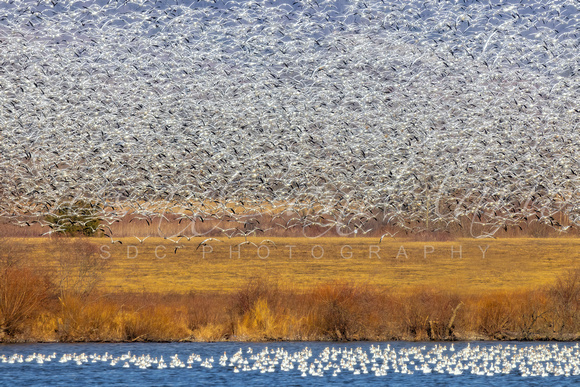 Snow Geese Migration0760