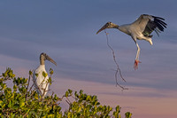 Wood Stork Returns To Nest