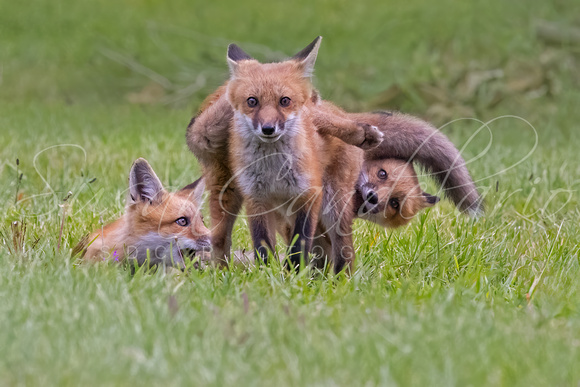 Fox Kits Playtime