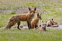 Red Fox Kit family