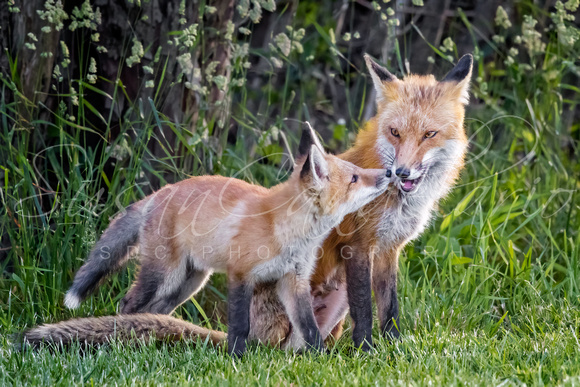 Fox Cub And Vixen