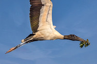 Wood Stork With Nesting Material