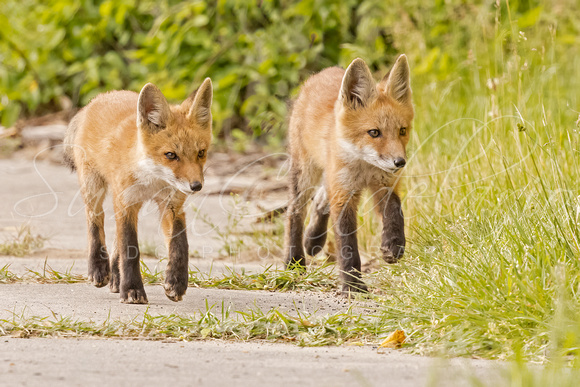 Fox Kits Walking