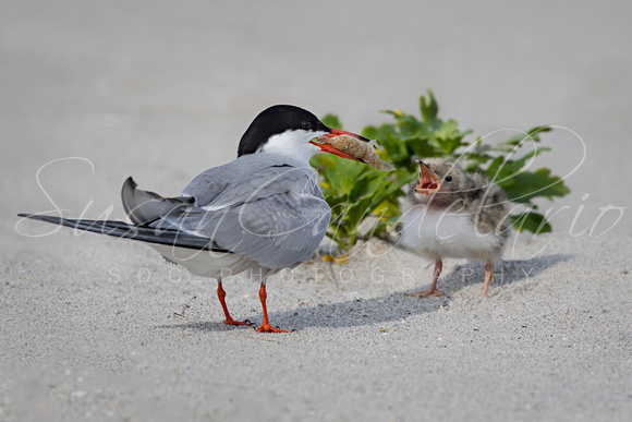 Common Tern & Chick