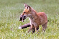 Red Fox Kit Meal