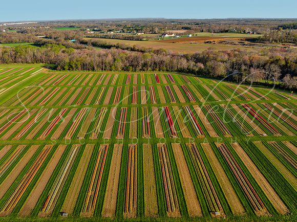 Aerial Tulip Farm
