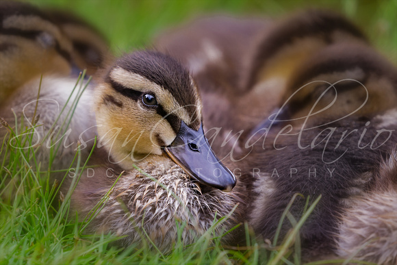 Ducklings Cuddling
