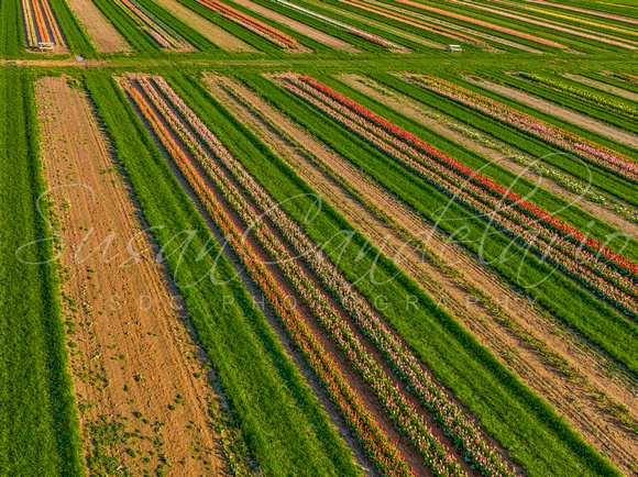 Aerial Tulip Farm