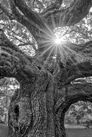 Angel Oak Tree Star SC