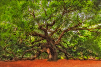 Angel Oak Tree Of Life SC