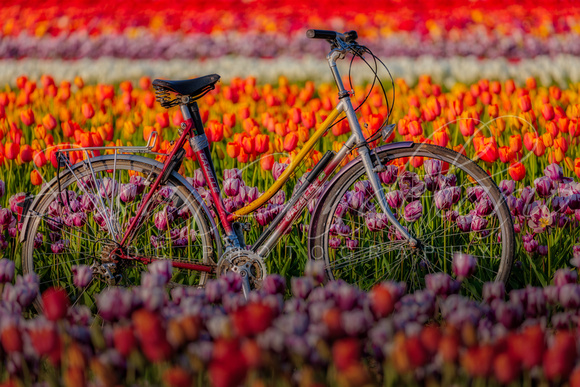 Spring Tulips and Bicycle