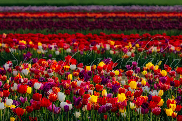 Rows Of Tulips