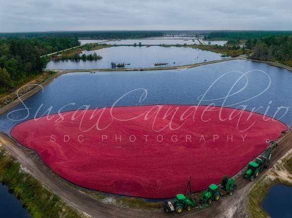 Harvested Cranberry