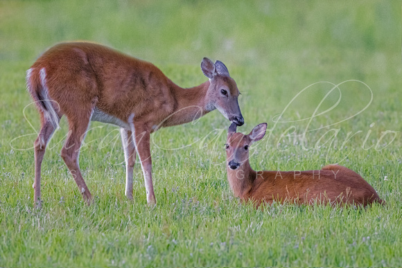 White-tailed Deers