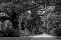 Live Oak Trees Charleston SC Charleston SC BW