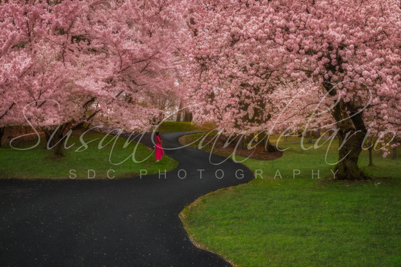 Branch Brook Park Cherry Blosssoms