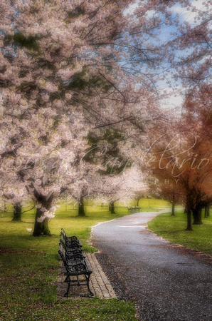 Branch Brook NJ Cherry Blossoms