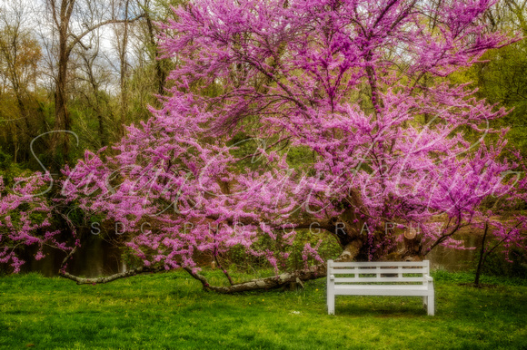 Redbud Tree During The Spring