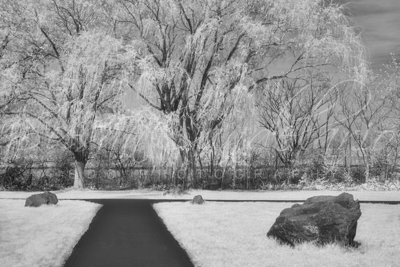Path To Willow Trees