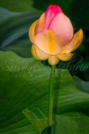 Sacred Lotus Bud