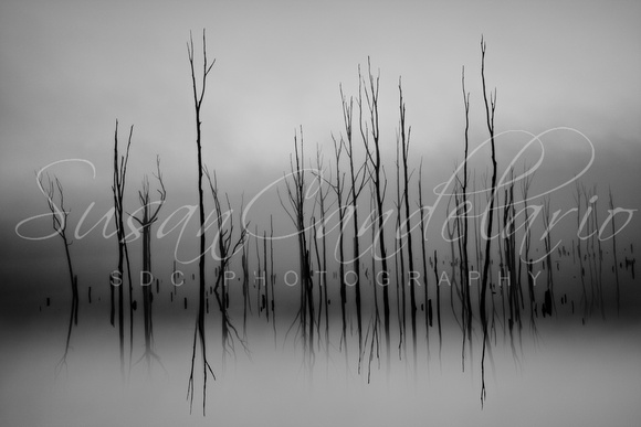 Manasquan Reservoir Foggy Morning BW