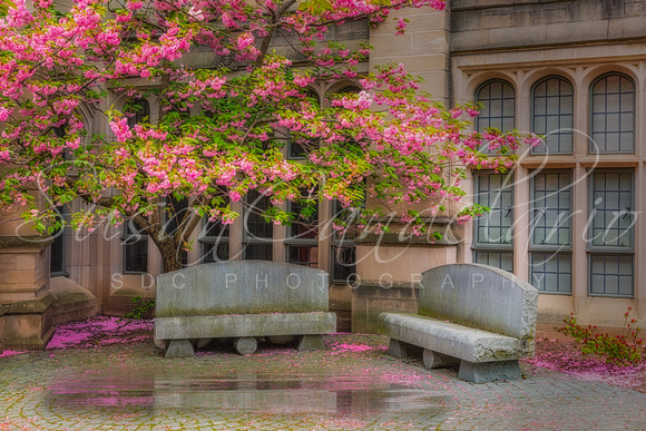 Yale Sheffield Springtime