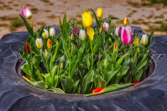 Tulips In A Tire