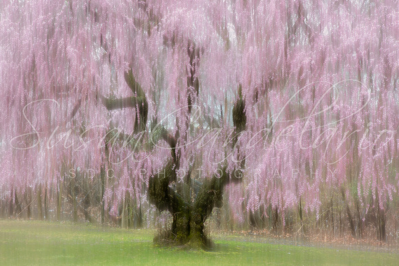 Dreamy Cherry Blossoms