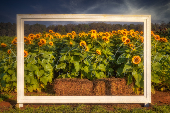 Picture Perfect Sunflowers