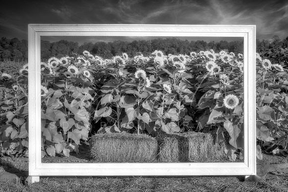 Picture Perfect Sunflowers BW