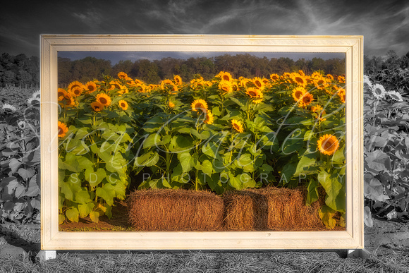 Picture Perfect Sunflowers III