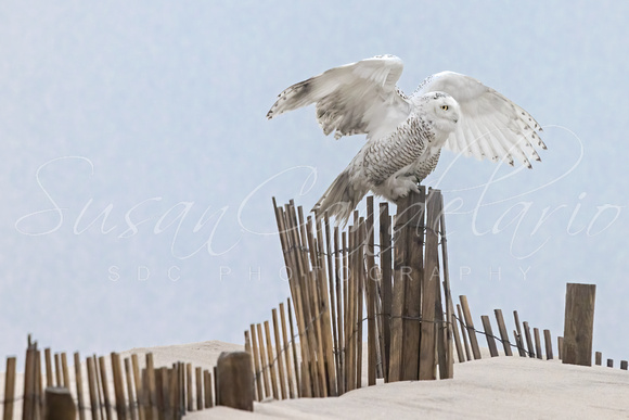 Snowy Owl Landing II