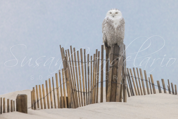 Snowy Owl On Snow Fence