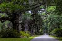 Live Oak Trees Charleston SC Charleston SC