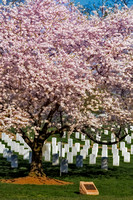 Cherry Blossoms Grace Arlington National Cemetery