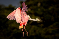 Roseate Spoonbill In Flight