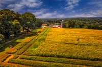 Sunflower Fileds Aerial