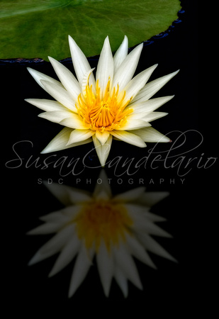 Waterlily and Reflection
