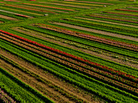 Aerial Tulip Farm