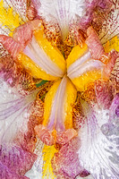 Wet Bearded Iris