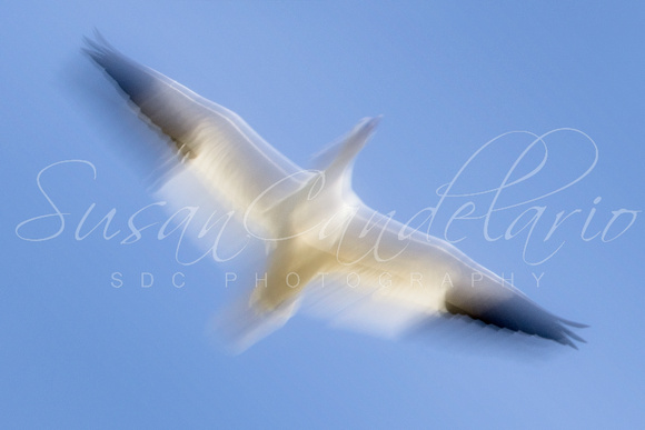 Snow Geese Abstract