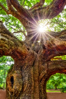 Angel Oak Tree Star SC