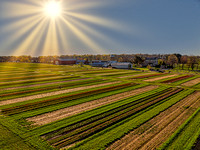 Aerial Tulip Farm